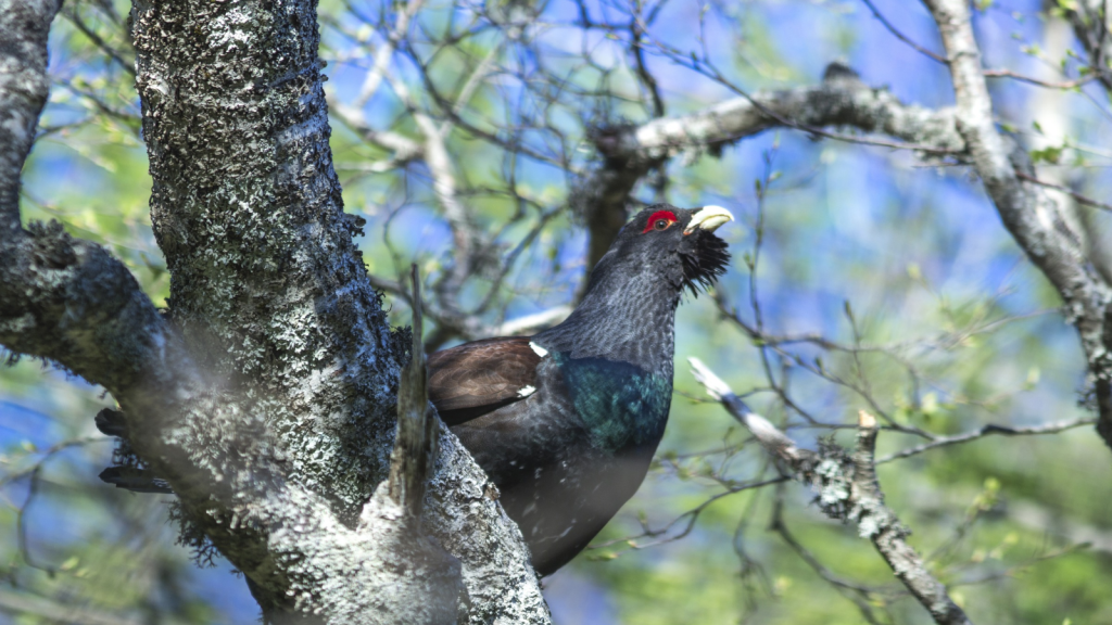 Capercaillie | Reintroduction Efforts