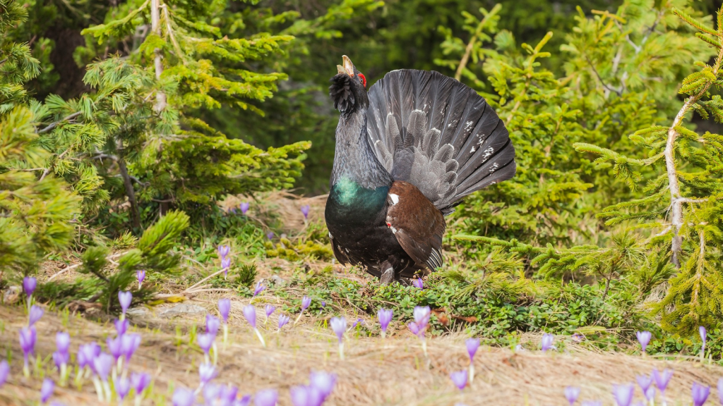 Capercaillie | Impressive Lifespan