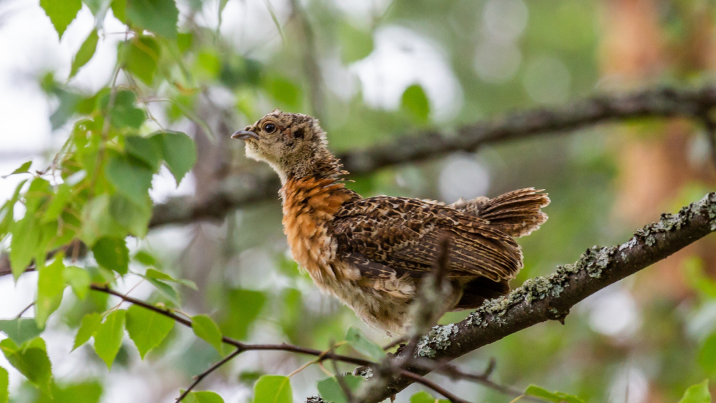 Capercaillie | Chicks Are Precocial