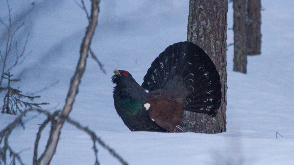 Capercaillie | Habitat Specialists