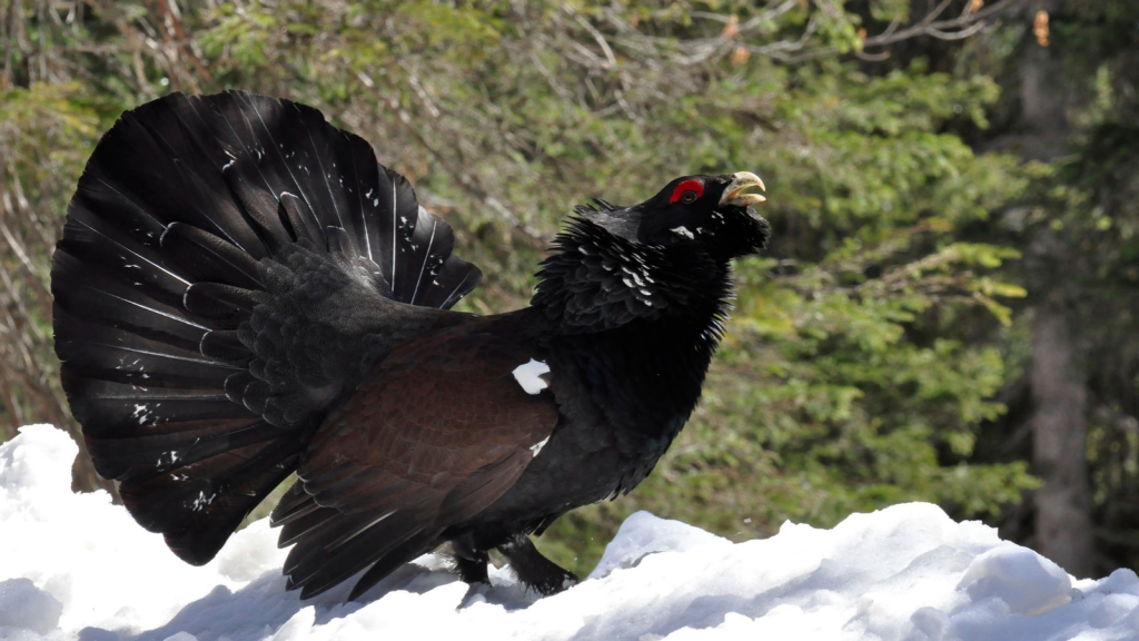 Capercaillie | Ancient Hunting Tradition