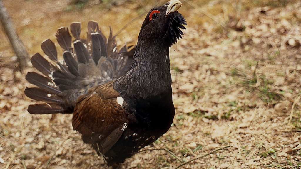 Capercaillie | Extraordinary Hearing Abilities