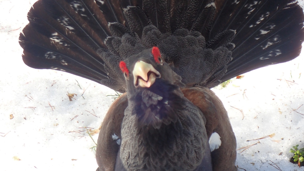 Capercaillie | 15 Astounding Facts About Capercaillie