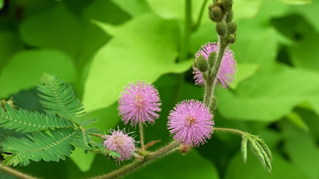 Mimosa Pudica