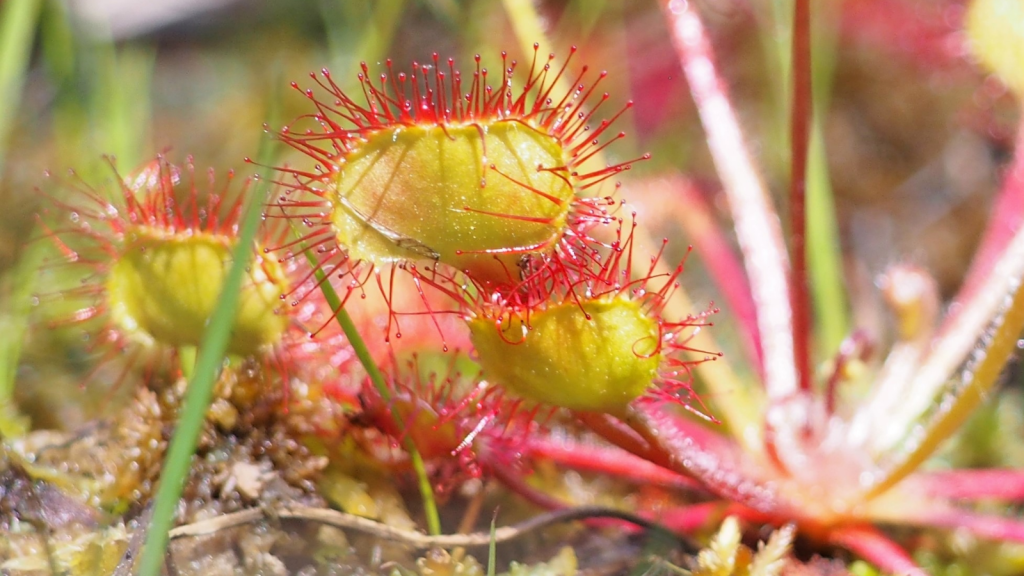 Sundew