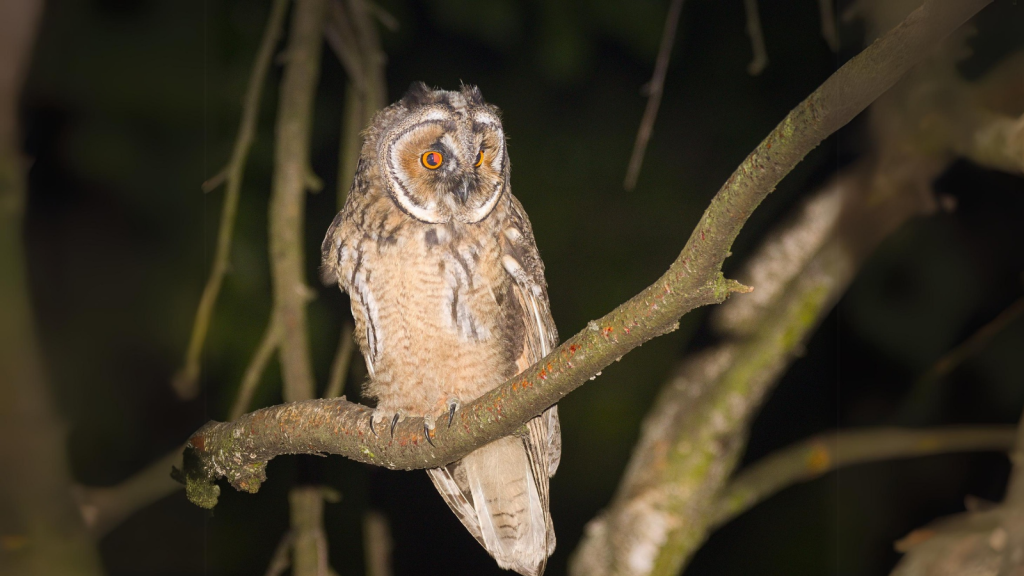 Long-Eared Owl