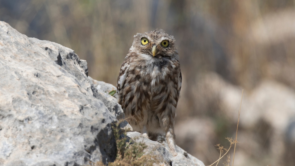 Little Owl