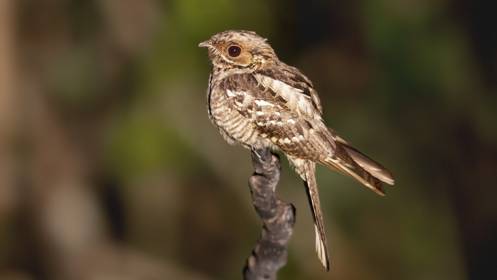 Nightjar