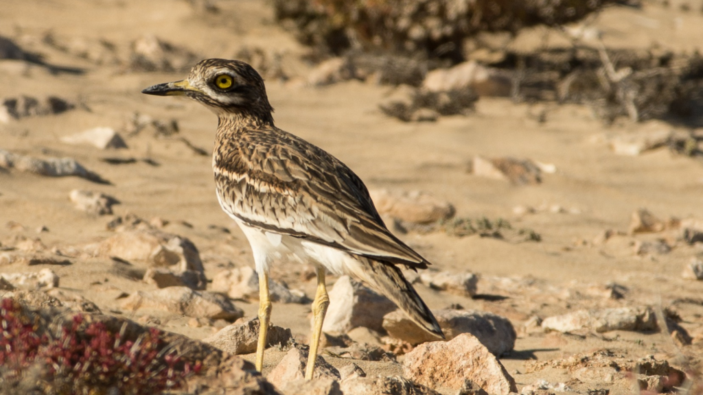 Stone-Curlew