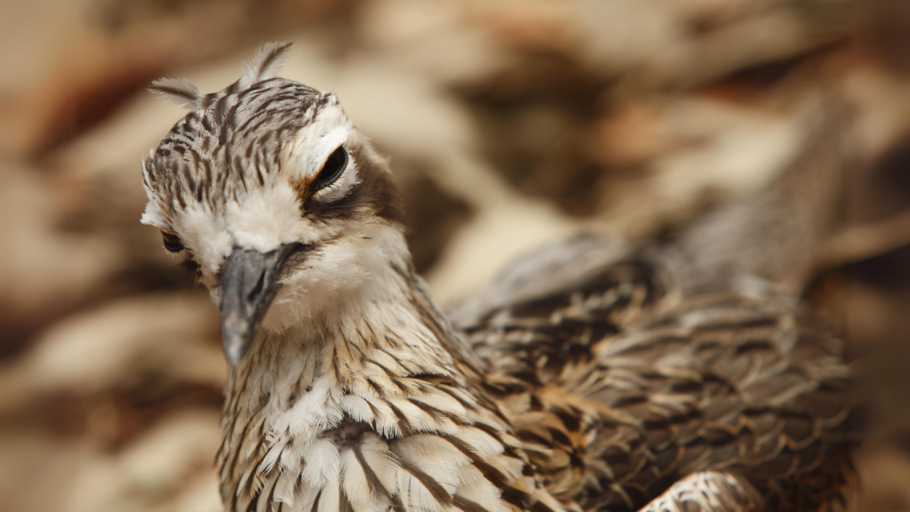 Stone-Curlew