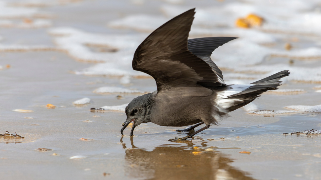 Storm Petrel