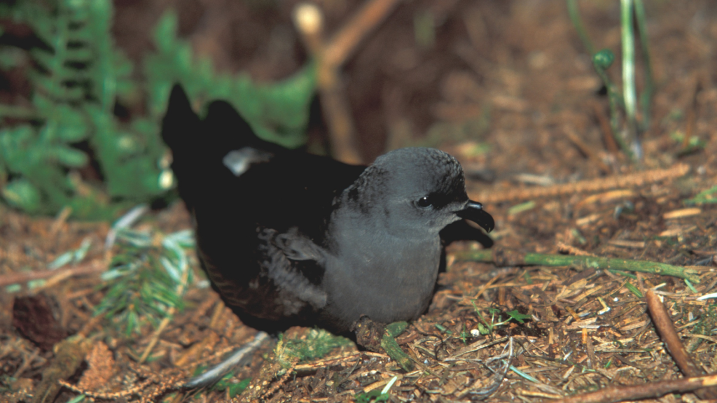 Leach's Petrel