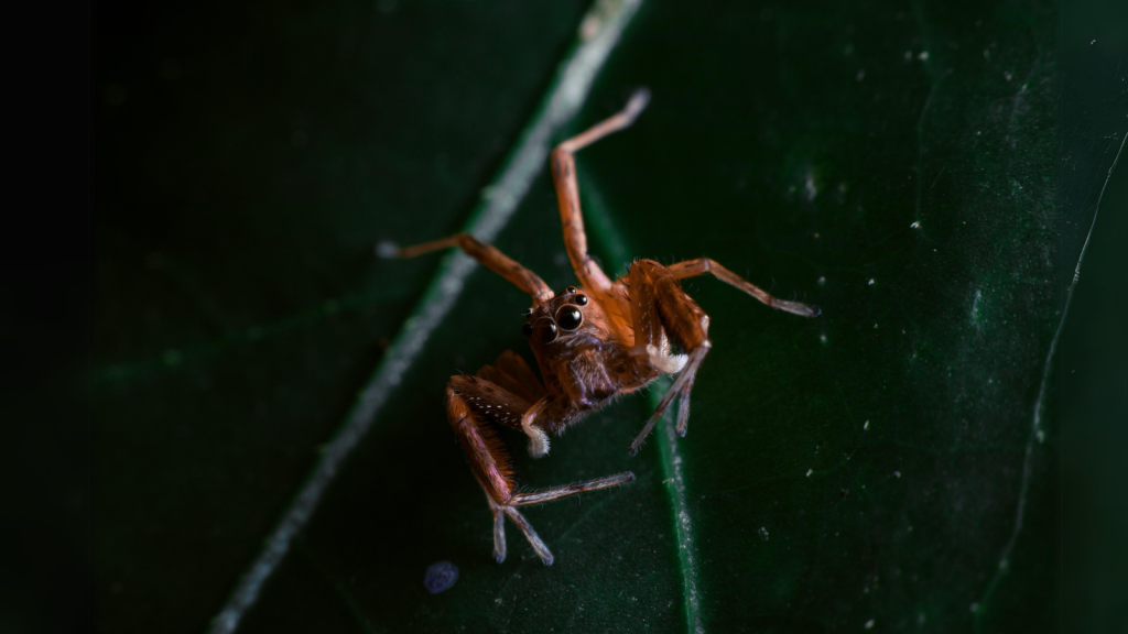 Diving Bell Spider