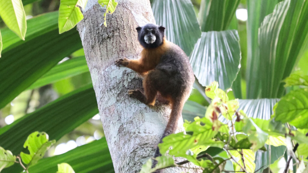 Saddleback Tamarin