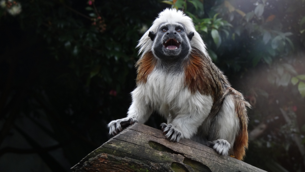 Geoffroy's Tamarin | 15 Smallest New World Primates