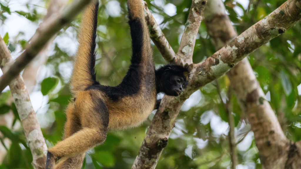 White-Bellied Spider Monkey