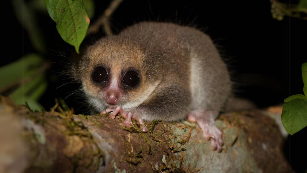 Hairy-Eared Dwarf Lemur