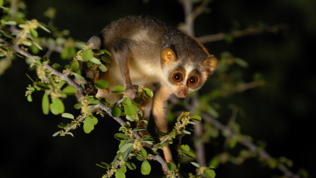 Slender Loris