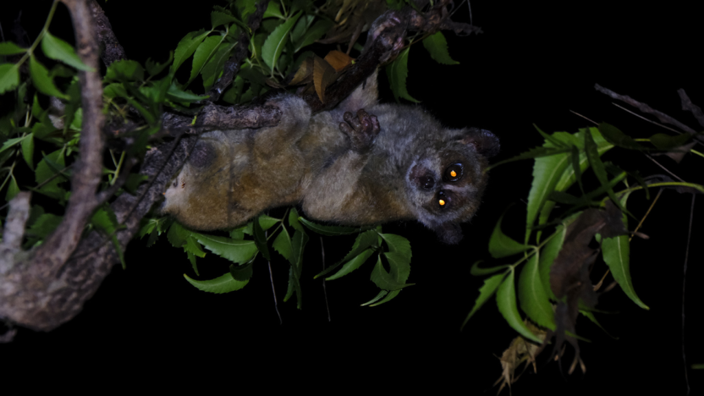 Pygmy Slow Loris