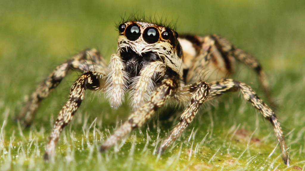 Zebra Spider | Arachnophobia Be Gone: 15 Cute Spiders to Change Your Mind