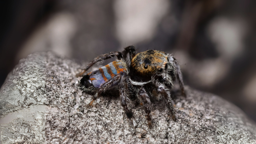 Sparklemuffin Spider