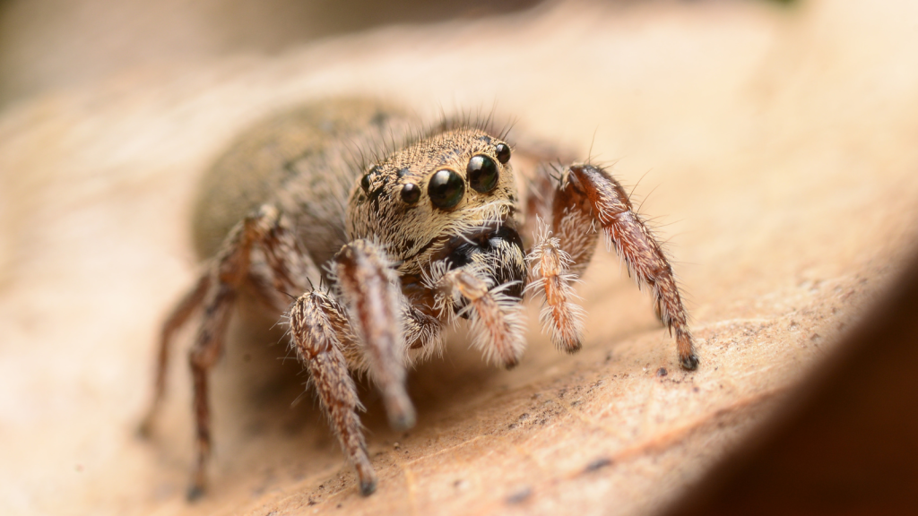 Habronattus Coecatus