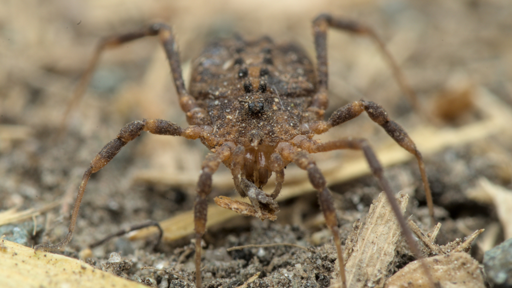 Homalattus Coriaceus