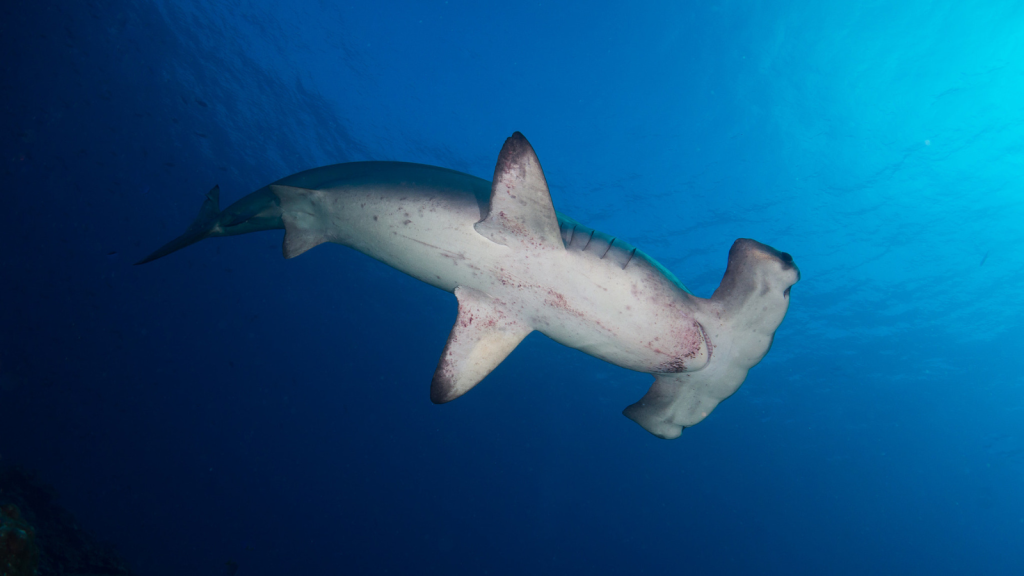 Hammerhead Shark | They Can Detect Electrical Fields