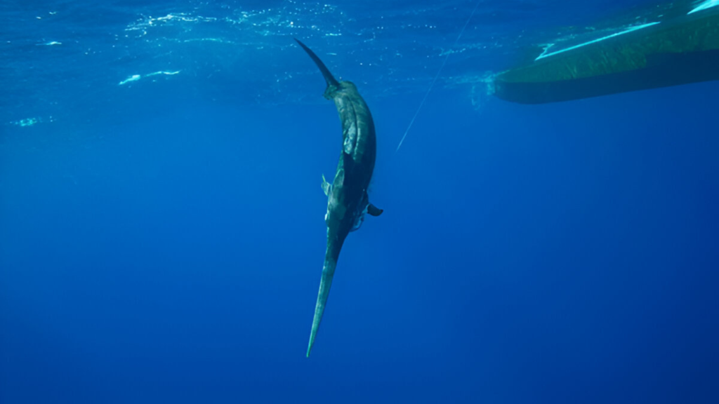 Swordfish |They're Impressive Divers