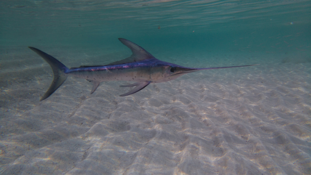 Swordfish | They Have Powerful Muscles