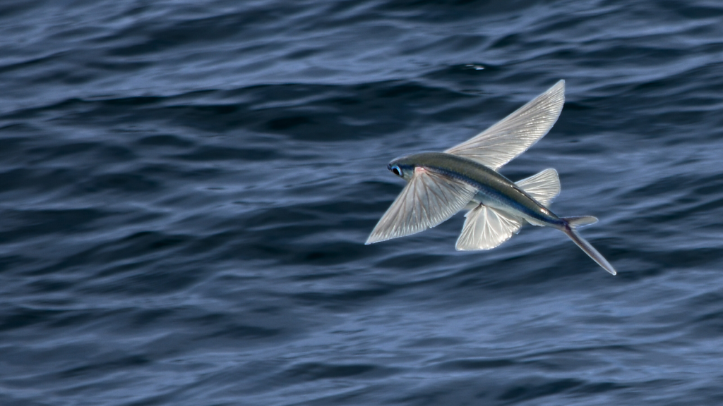 Flying Fish | They Have Built-in Propellers