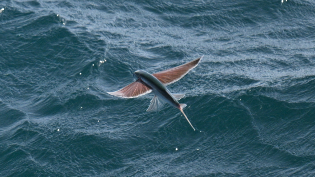 Flying Fish | They're Ancient Gliders