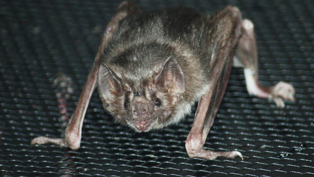 Vampire Bat