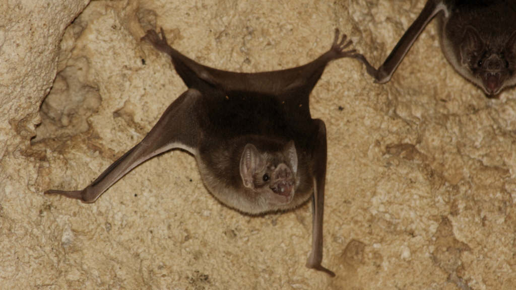 Vampire Bat