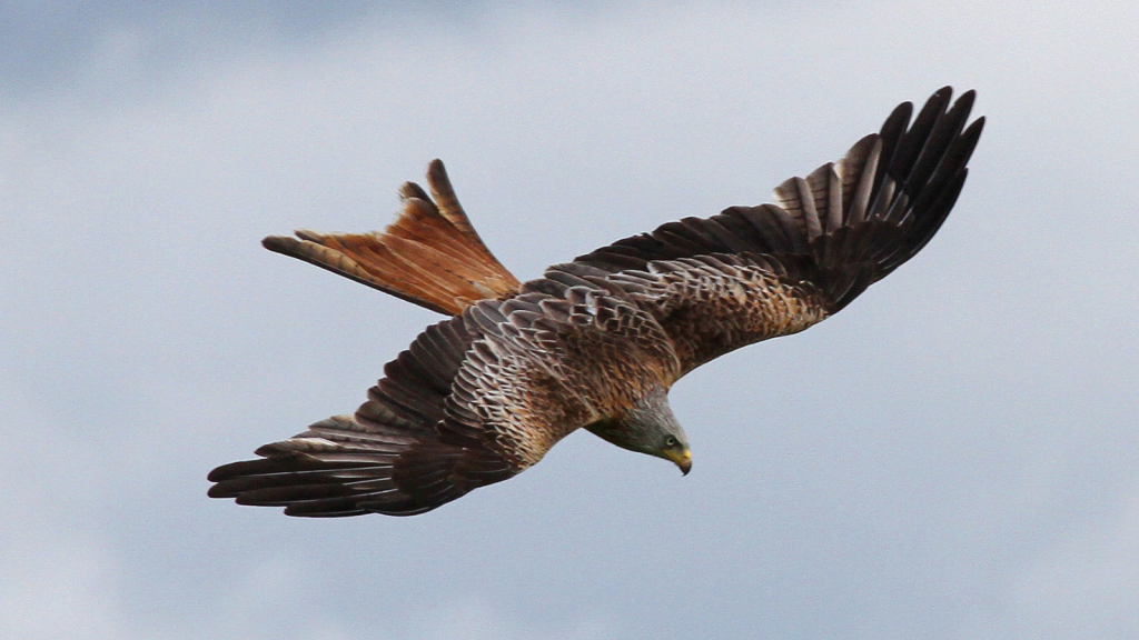 Red Kite