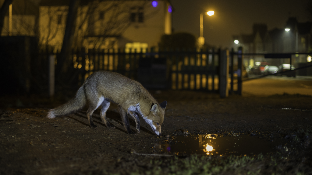 Urban Fox