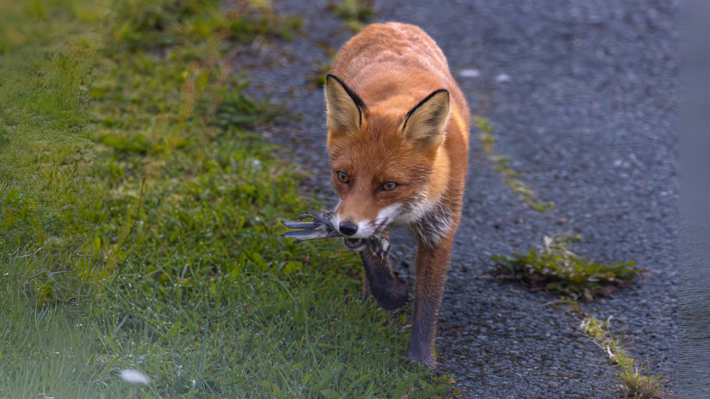 Urban Fox