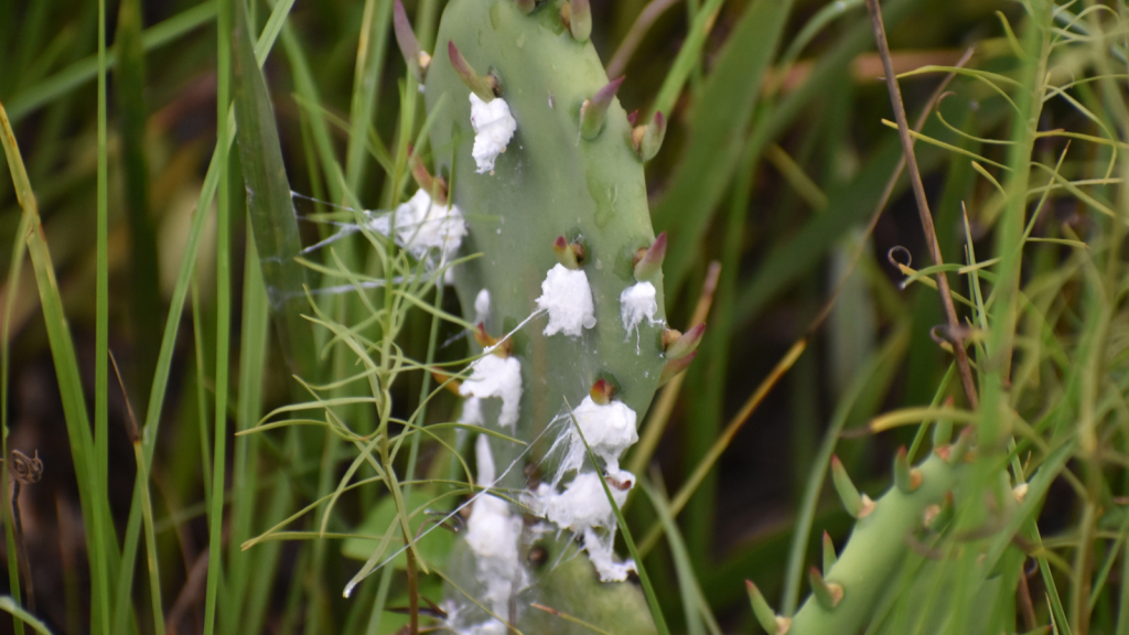 Cochineal Insect