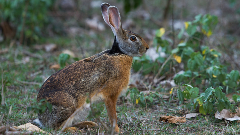 Jackrabbit