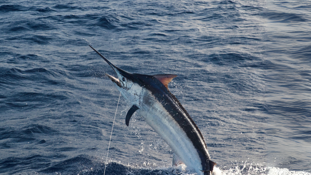 Swordfish | They're Under Threat