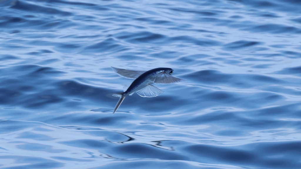 Flying Fish | They Come in Many Sizes