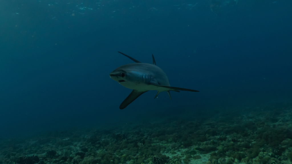 Thresher Shark