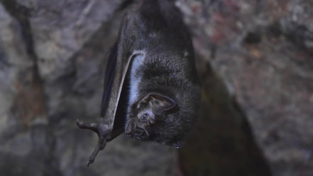 Vampire Bat