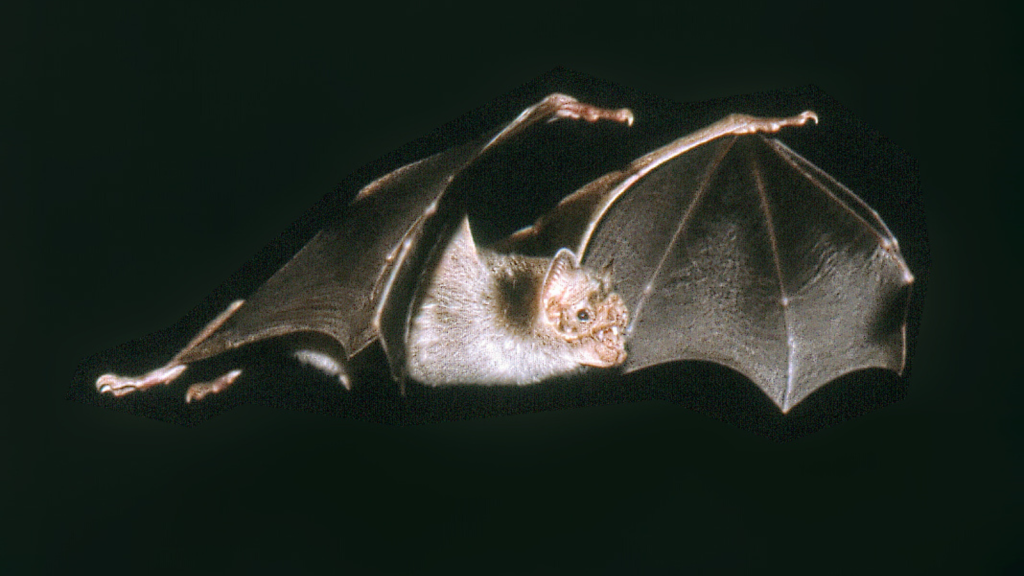 Vampire Bat