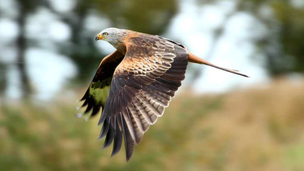 Red Kite