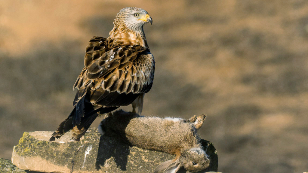 Red Kite