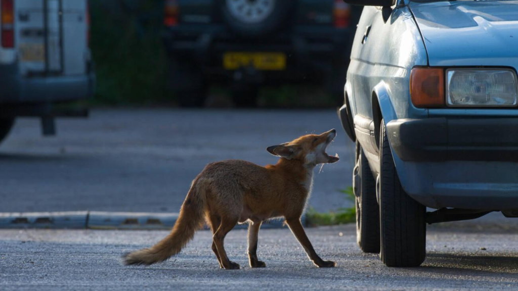 Urban Fox