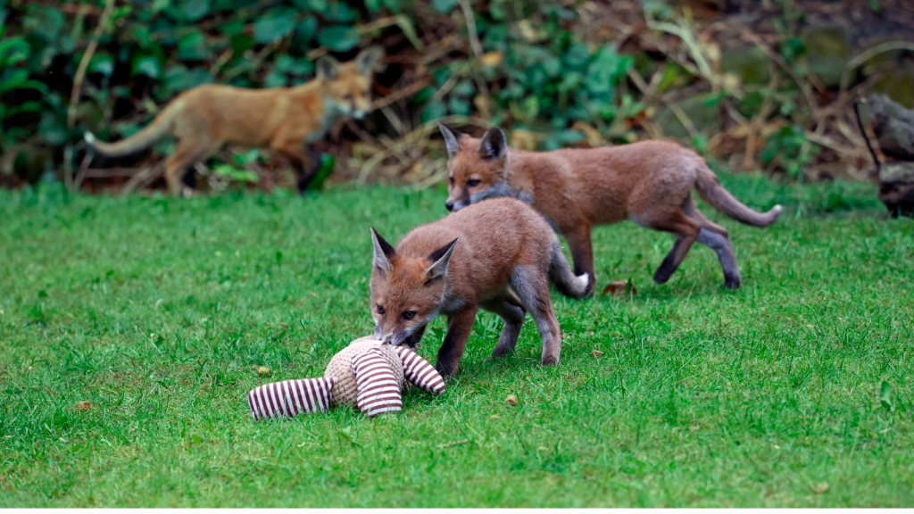 Urban Fox