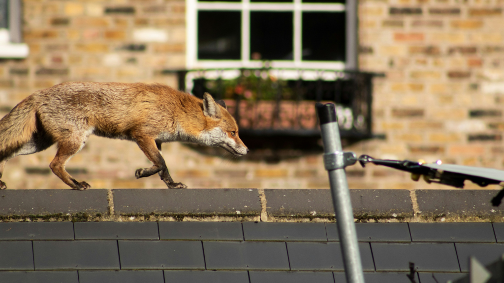 Urban Fox