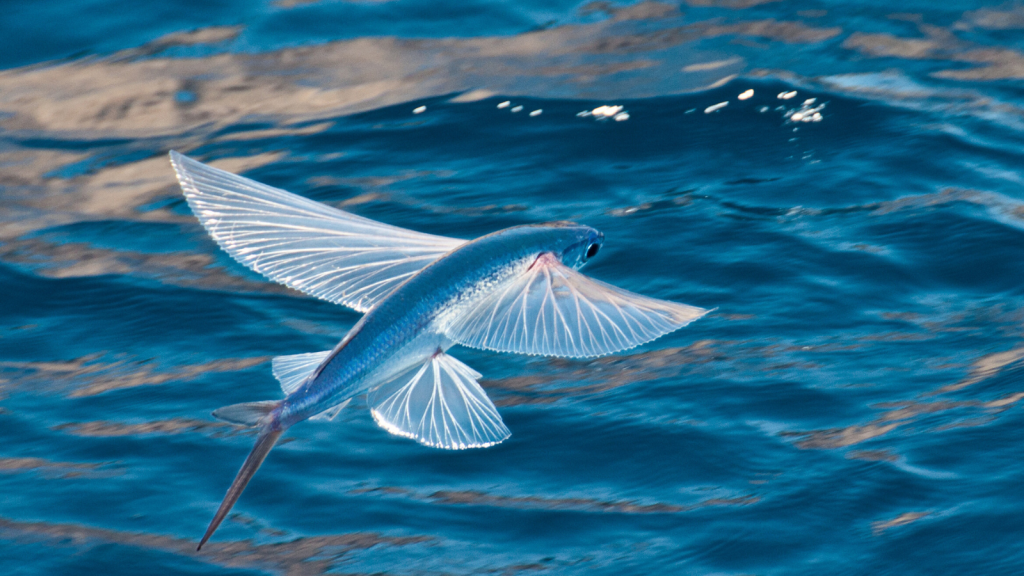 Gliding Above The Waves | 15 Fascinating Facts About Flying Fish